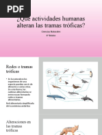 Qué Actividades Humanas Alteran Las Tramas Tróficas 6°