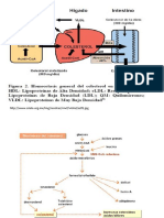 Diapositivas Metabolismo Del Colesterol