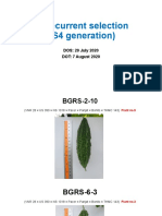 2020 Recurrent Selection S4 Generation - Bitter Gourd Open Field Day On 30 Sep 2020