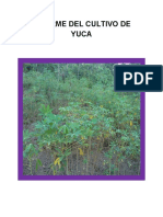 Informe del cultivo de yuca (H.JC)
