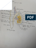 ANA Worksheet Testis