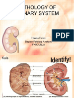 Blok 3.3 Pathology of Urinary System