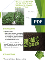 Effects of silkworm manure tea on romaine lettuce growth