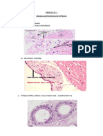 Laminas Histologicas Epitelios