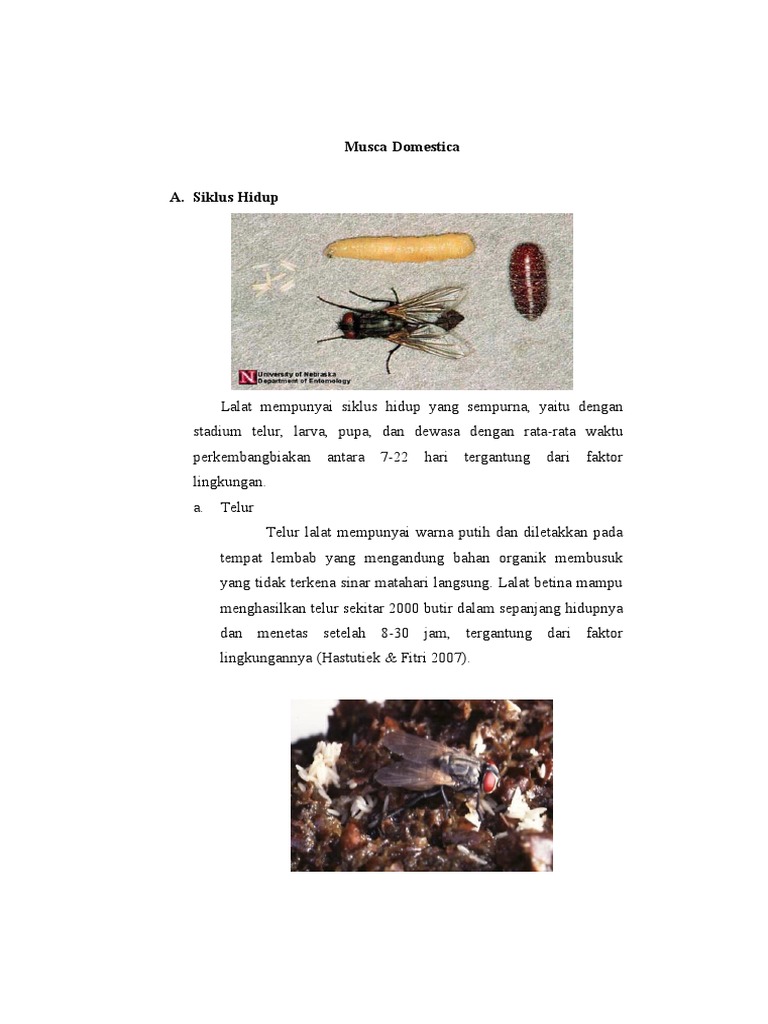 Siklus Hidup Lalat: Musca dan Drosophila | PDF