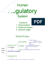 Human Regulatory System