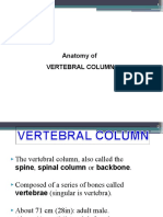 Vertebrae (1)