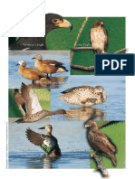Sanbi-Biodiversity-Series-Bird-Checklist 4