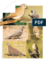 Sanbi-Biodiversity-Series-Bird-Checklist 6