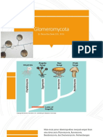 Glomeromycota A