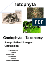 The unique and bizarre Gnetophyta