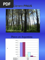 Características del género Pinus | PDF | Pino | Arboles