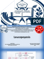 Leucopoyesis y maduración de neutrófilos y eosinófilos