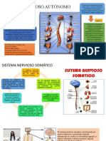 Sistema Nervioso Autónomo (1)