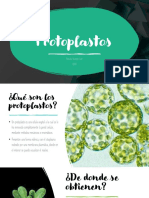 Protoplastos. Rosales Ocampo Iván. 4QM1