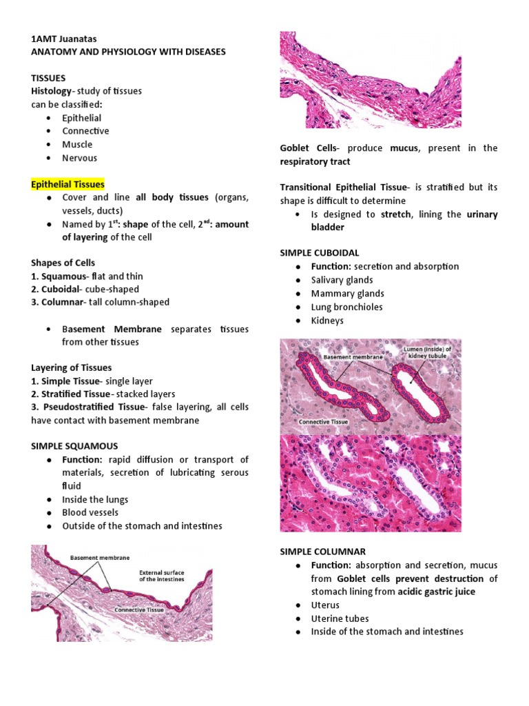 Epithelial and Connective Tissue Overview | PDF | Epithelium ...