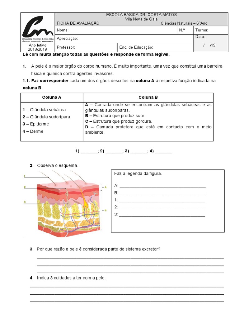 Avaliação de Ciências 6º Ano: Pele e Reproducão | PDF | Menstruação ...
