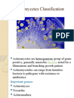  Actinomycetes Classification