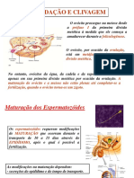 (Embriologia - Resumo) Fecundação e Clivagem