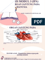 Sistem Organ Jantung Manusia