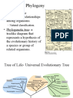 Phylogeny: - Natural Classification
