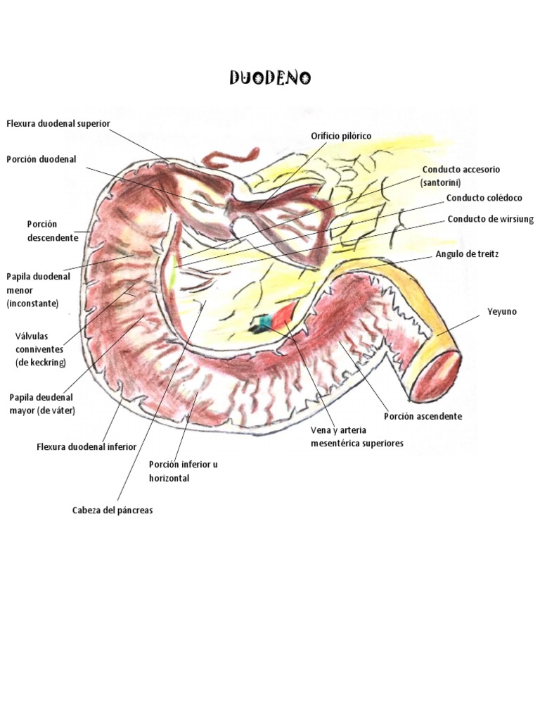 Anatomía del Duodeno y sus Porciones | PDF