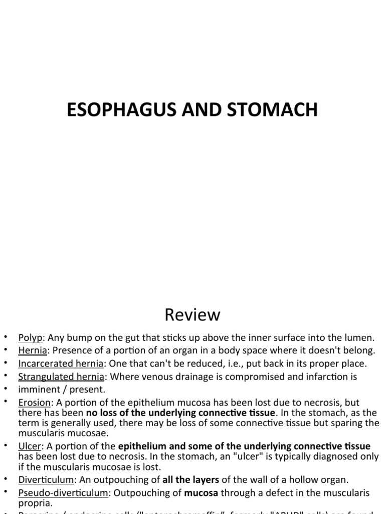 1 ESOPHAGUS AND STOMACH - Learn | PDF | Esophagus | Stomach