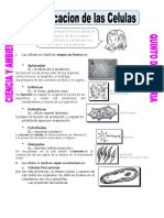 5° Ficha-Clasificacion-de-las-Celulas-para-Quinto-de-Primaria