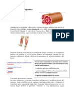 El Músculo Estriado Esquelético