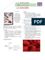 2° Anatomia Tejido Sanguineo