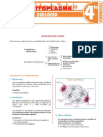 Citoplasma para Cuarto Grado de Secundaria
