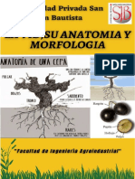 La anatomía y morfología de la vid: estudio de sus partes y estructuras