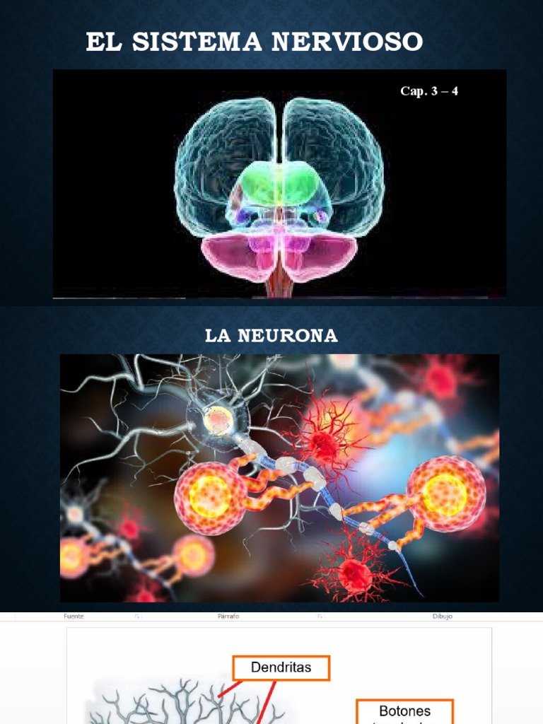 Anatomía y Funciones del Sistema Nervioso | PDF | Neurona | Potencial ...