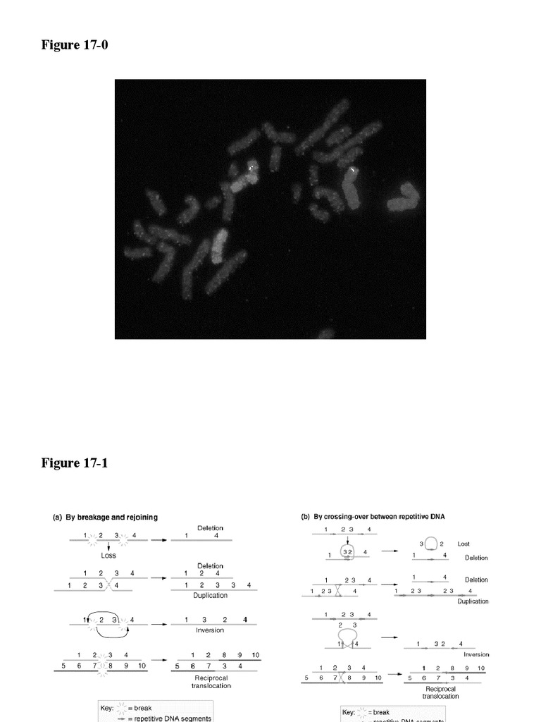Genetics Figures from Russell's 4th Ed. | PDF | Sports & Recreation