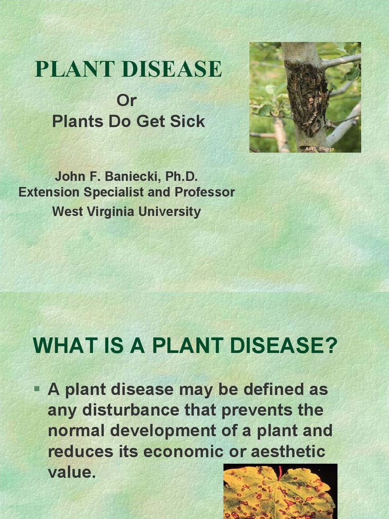 Diseases of various Plants Plant Pathology Plants