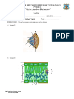 8va. TAREA - Histología