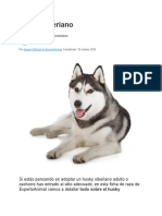 Todo sobre el husky siberiano: características, cuidados y temperamento