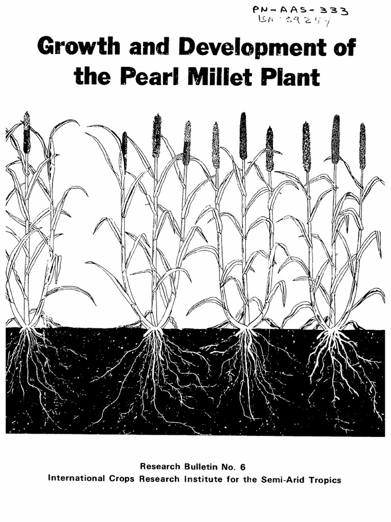Growth Developt Pearl Millet | PDF | Leaf | Root