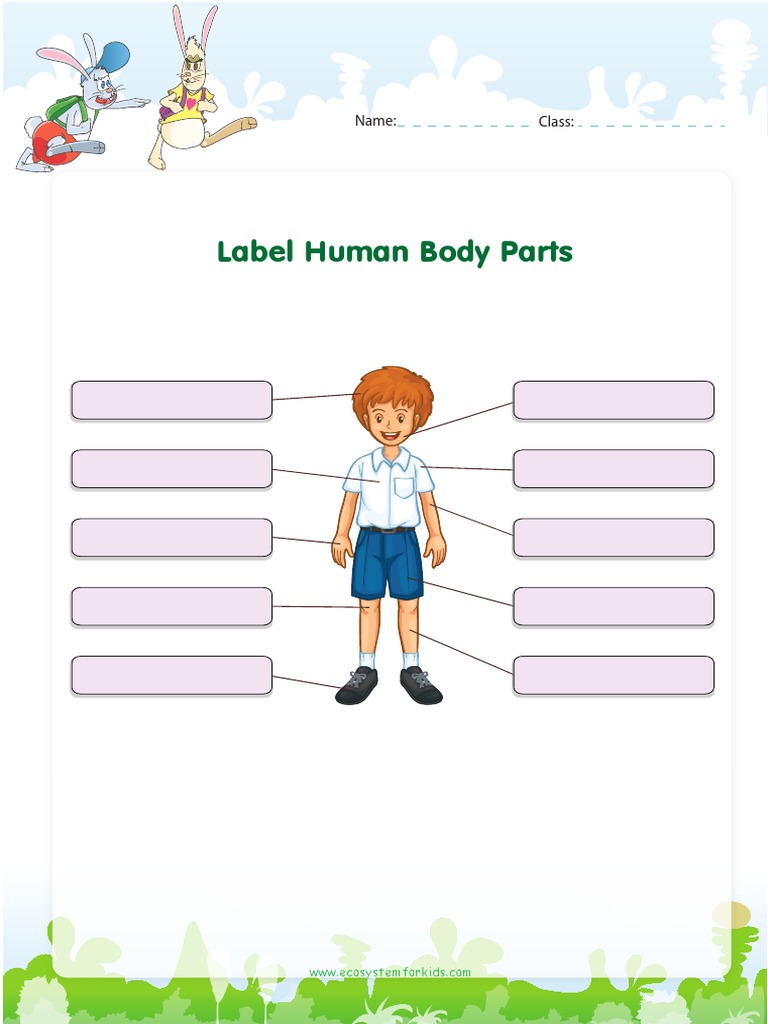 Human Body Parts PDF