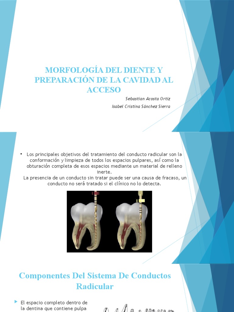 Endodoncia PDF Ramas de Odontología Anatomia dental