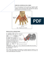 Músculos de La Mano