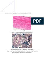 Fisa de Lucru Sistemul Cardiovascular