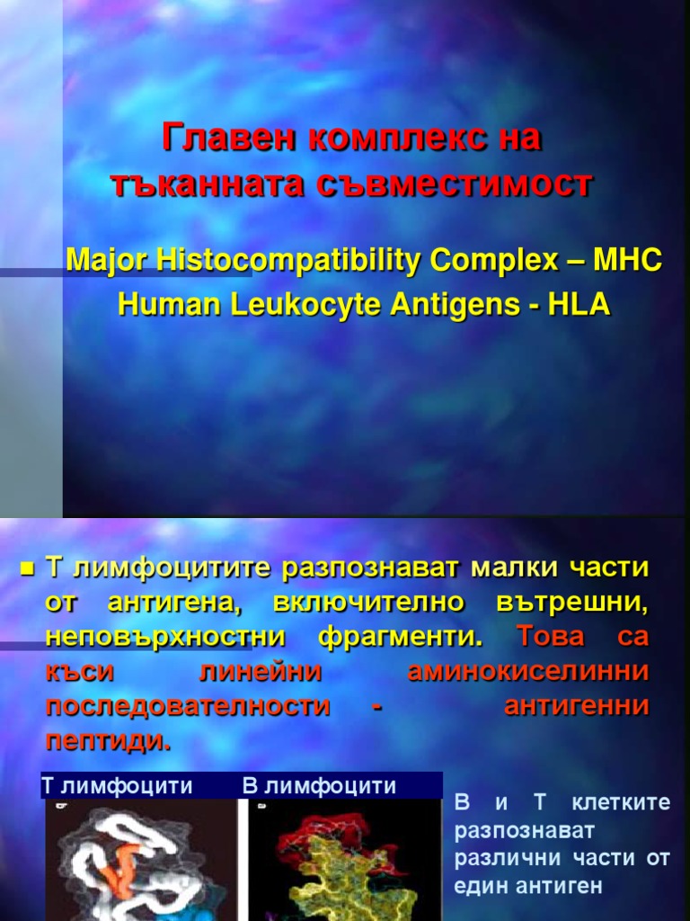 Главен комплекс на тъканната съвместимост. Major