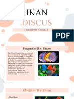 IKAN DISCUS Elysia Intan