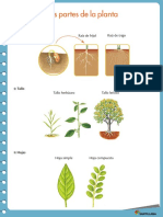 3° Las Partes de La Planta