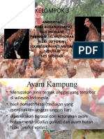 AYAM KAMPUNG