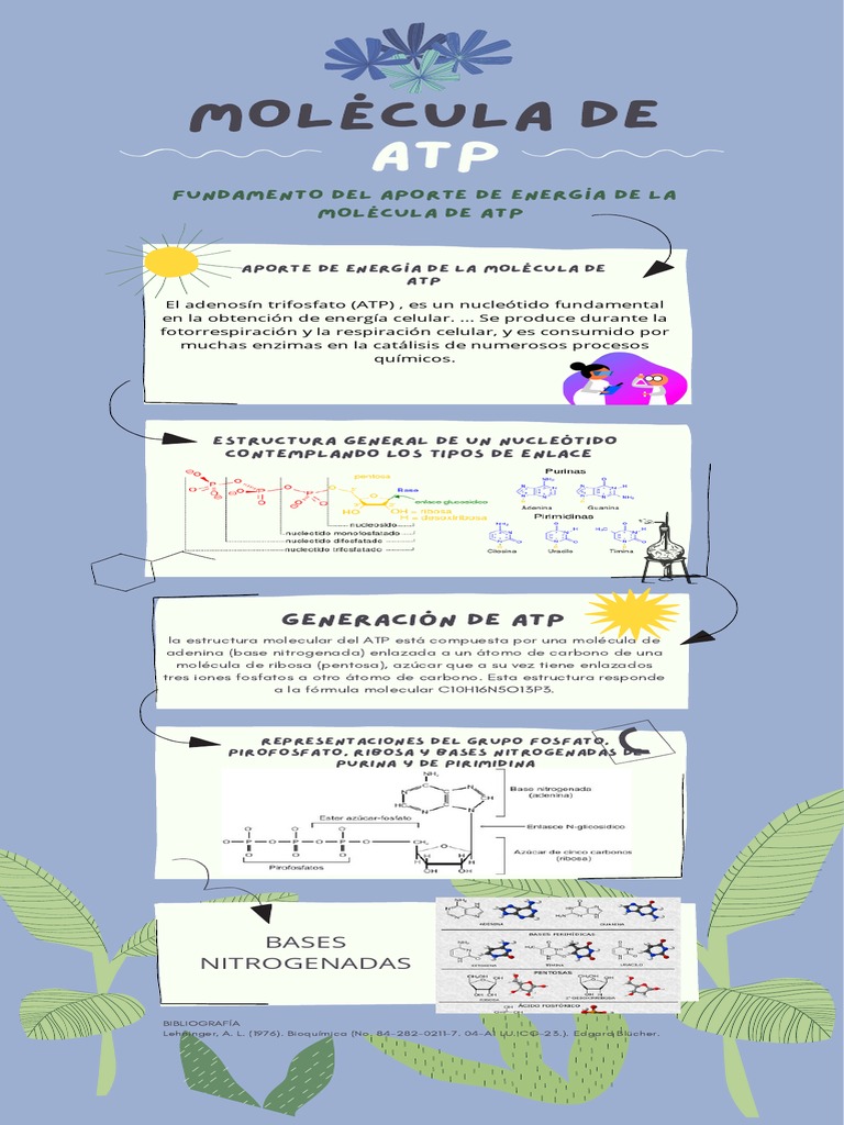Importancia y Estructura del ATP | PDF