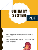 Urinary System