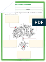 Las Plantas Estructuras y Funciones