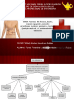 Anatomía Del Abdomen